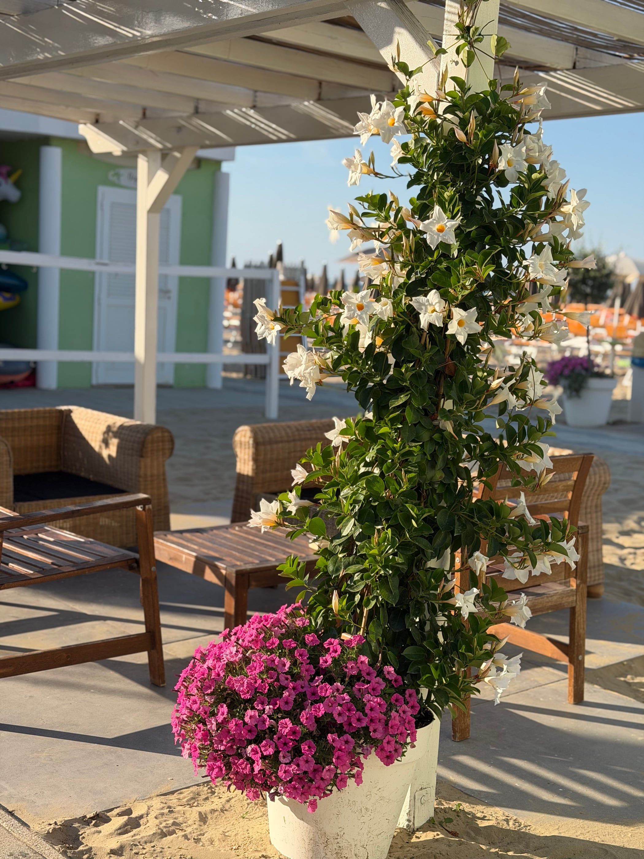 Colonna fiorita di mandevilla bianca che incornicia un ingresso
