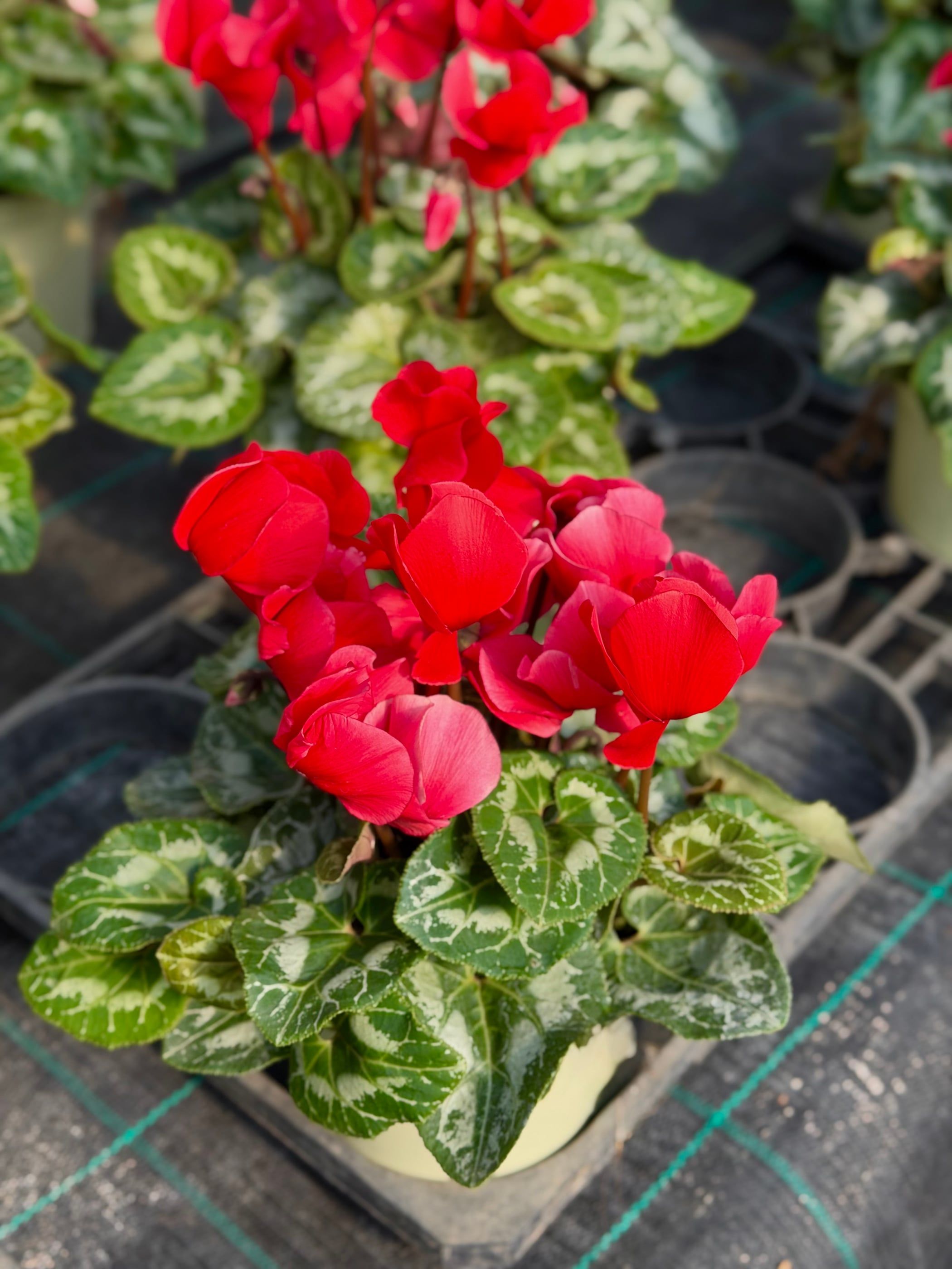 Vassoi di piante dai fiori rossi pronte da caricare