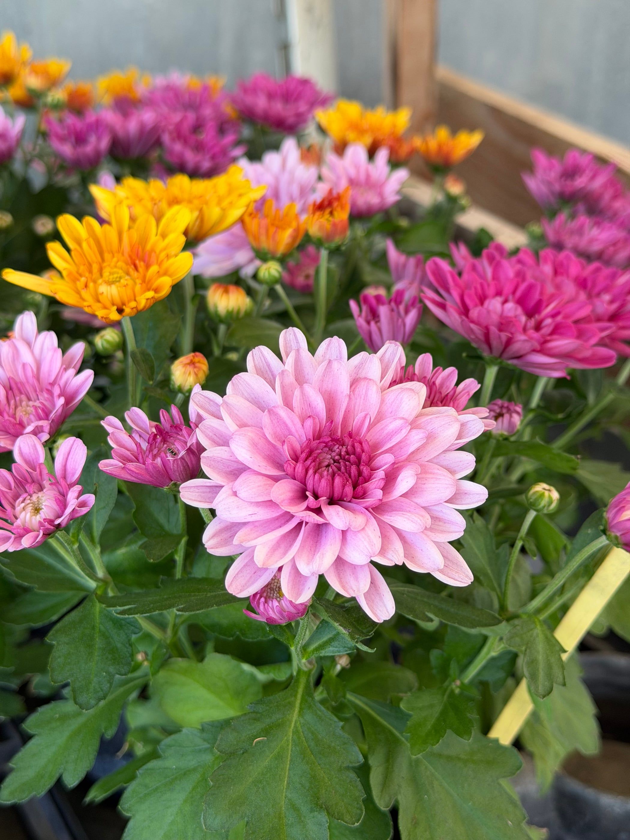 Piante in vaso con fiori rosa e arancio