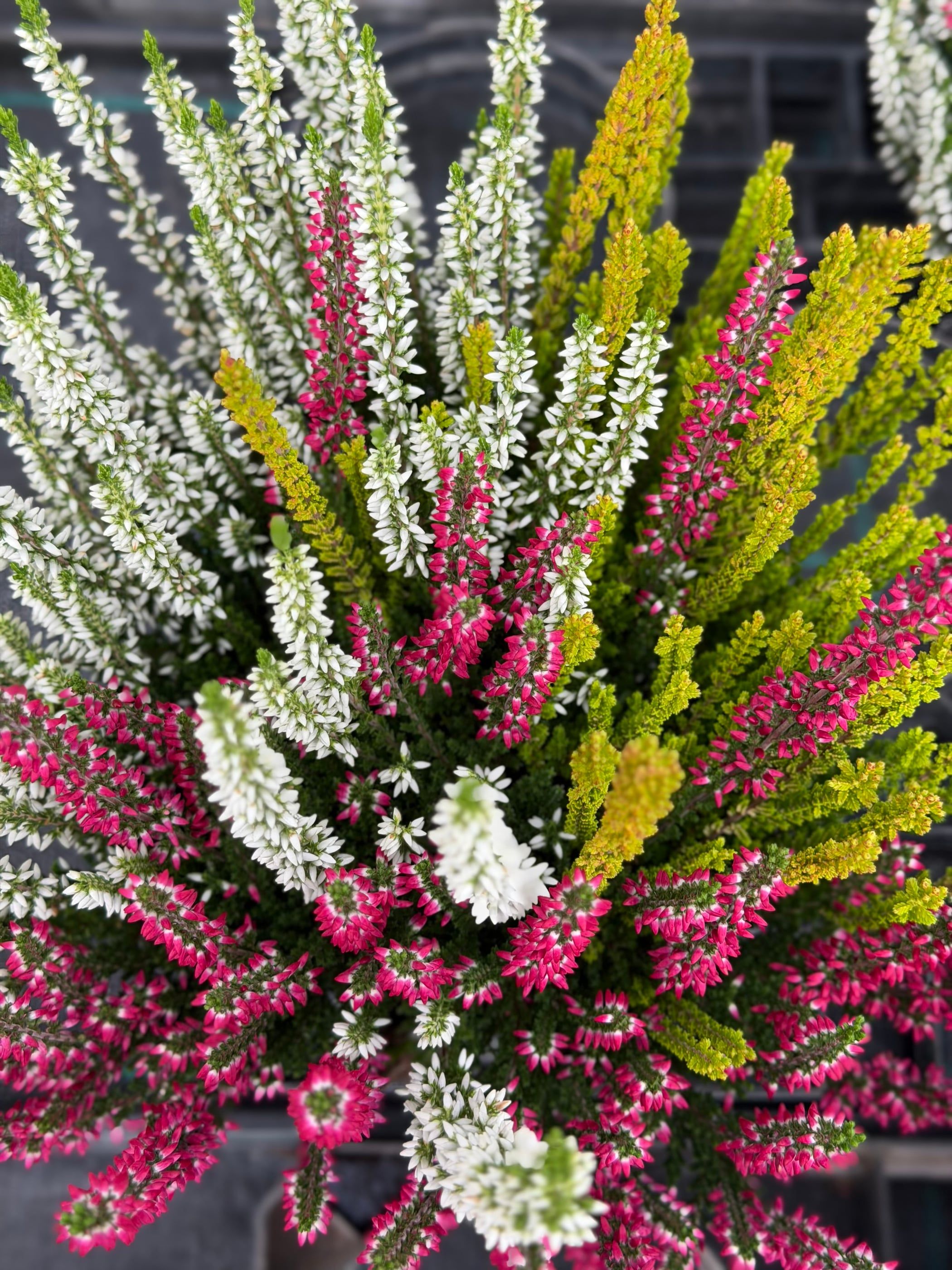 Piante in vaso con spighe di fiori rossi e bianchi