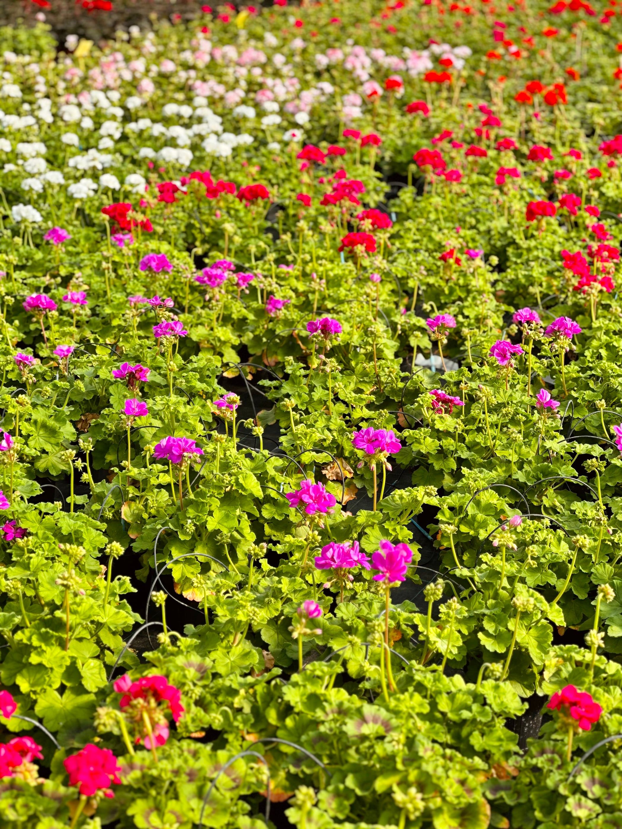 Bancale di piante fiorite rosse e rosa