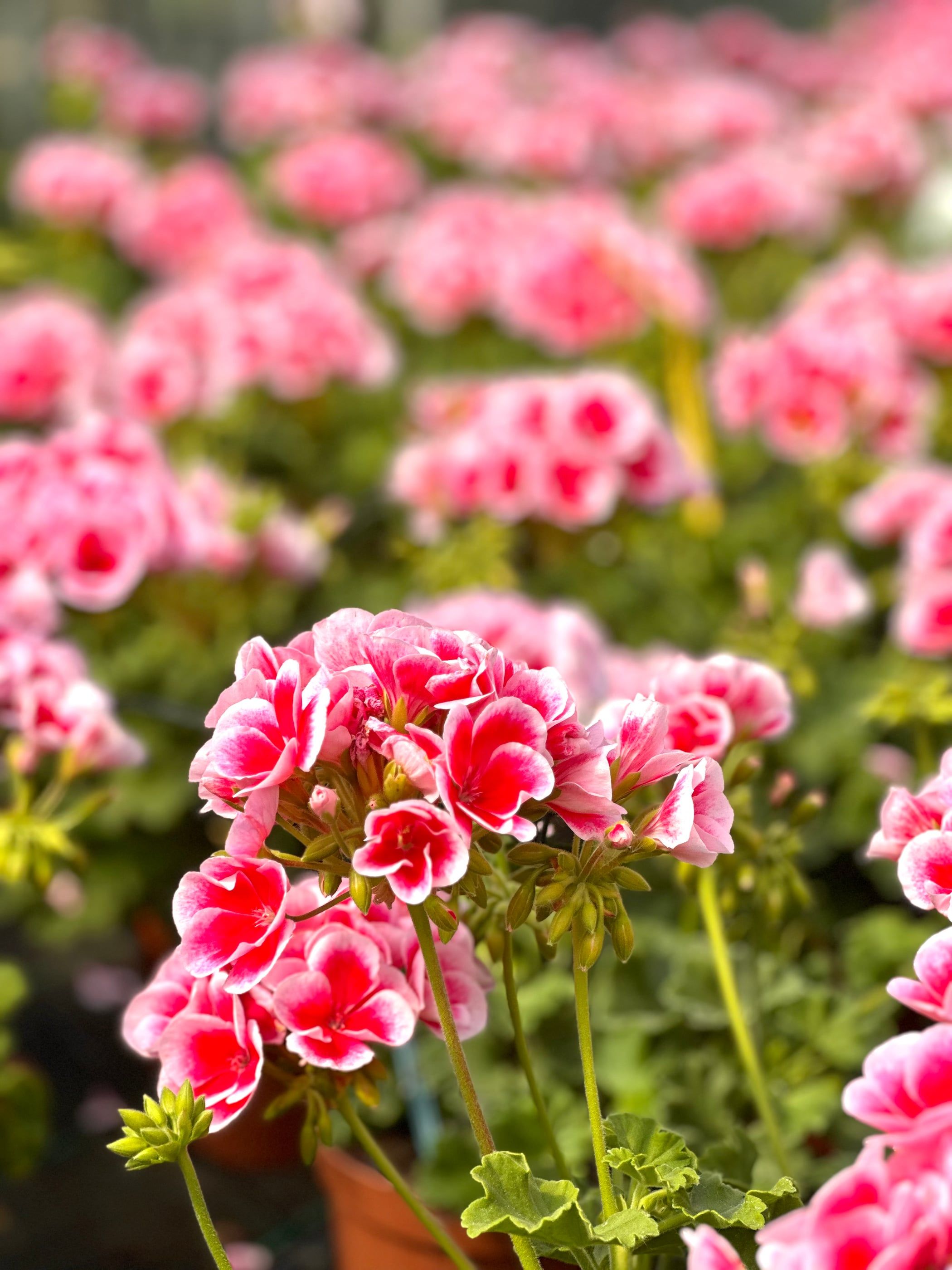 Gerani rosa e bianchi in fiore in primo piano, davanti a una distesa di gerani nella serra