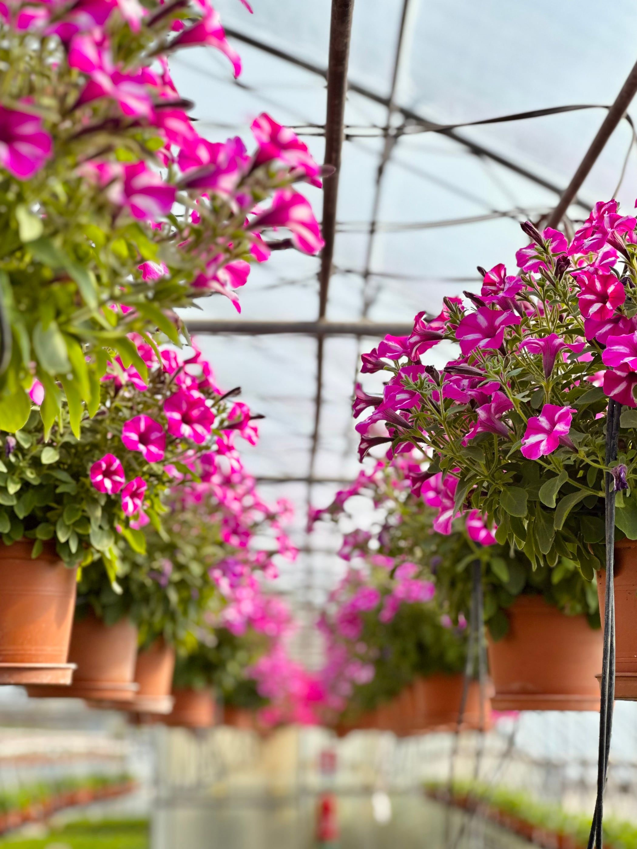 Cesti di surfinie fucsia appesi su due file lungo il corridoio di una serra